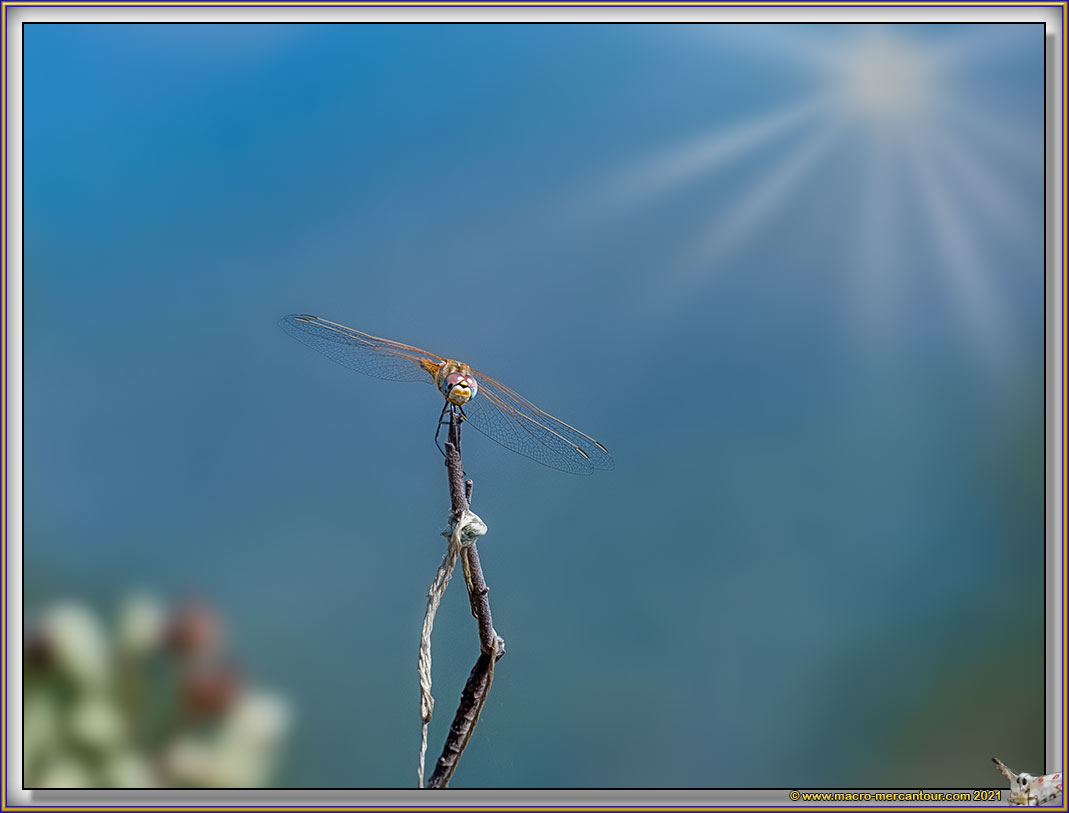 Libellule